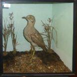 Taxidermy cased Stone Curlew in naturalistic setting, by H N Pashley, 46 x 46cm