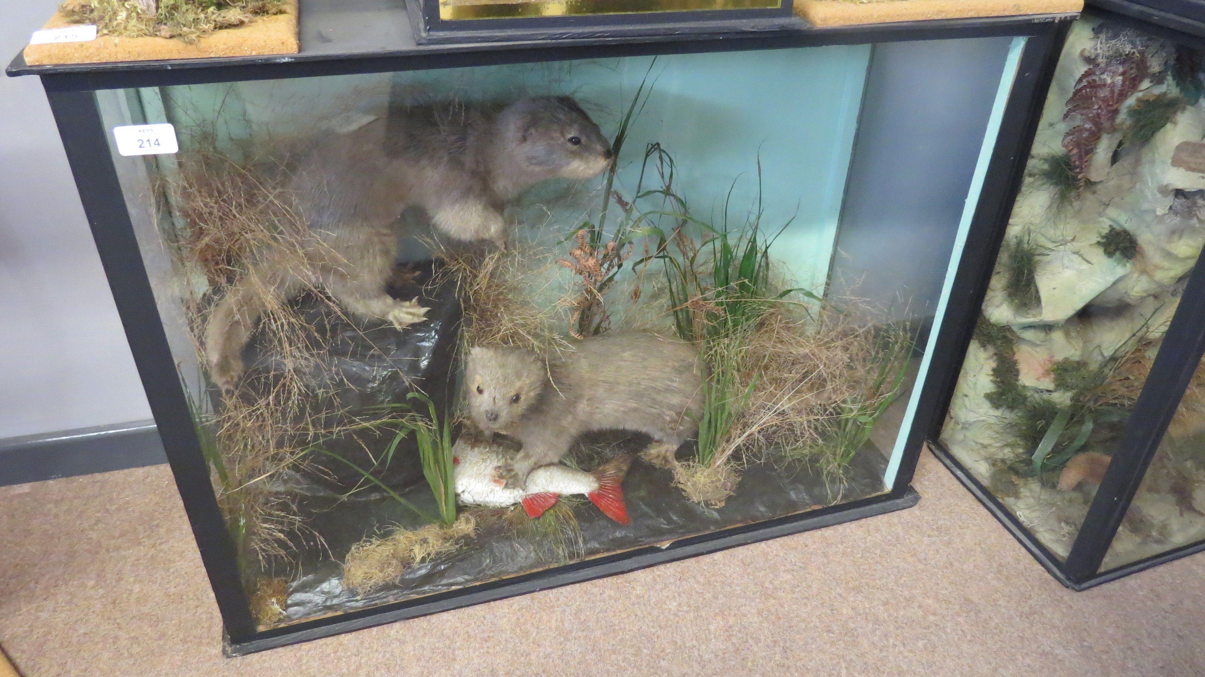 Taxidermy cased pair of Otter cubs in naturalistic setting, 61 x 84cm