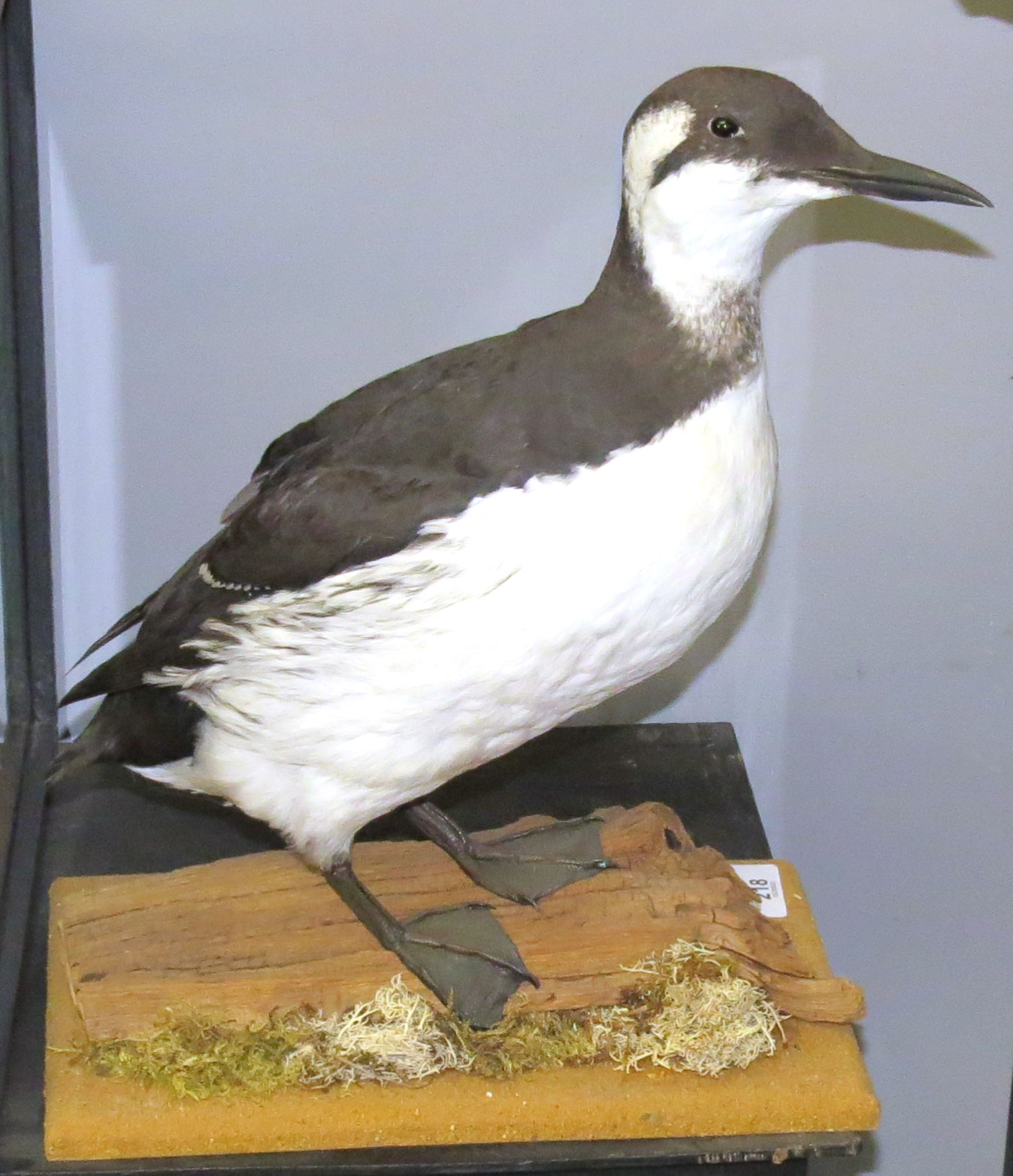 Taxidermy uncased Guillemot on naturalistic base