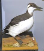 Taxidermy uncased Guillemot on naturalistic base