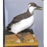 Taxidermy uncased Guillemot on naturalistic base