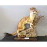 Taxidermy uncased Weasel on naturalistic base