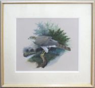 S L Marten (20th century), "Sparrowhawk", watercolour and gouache, signed and inscribed with title