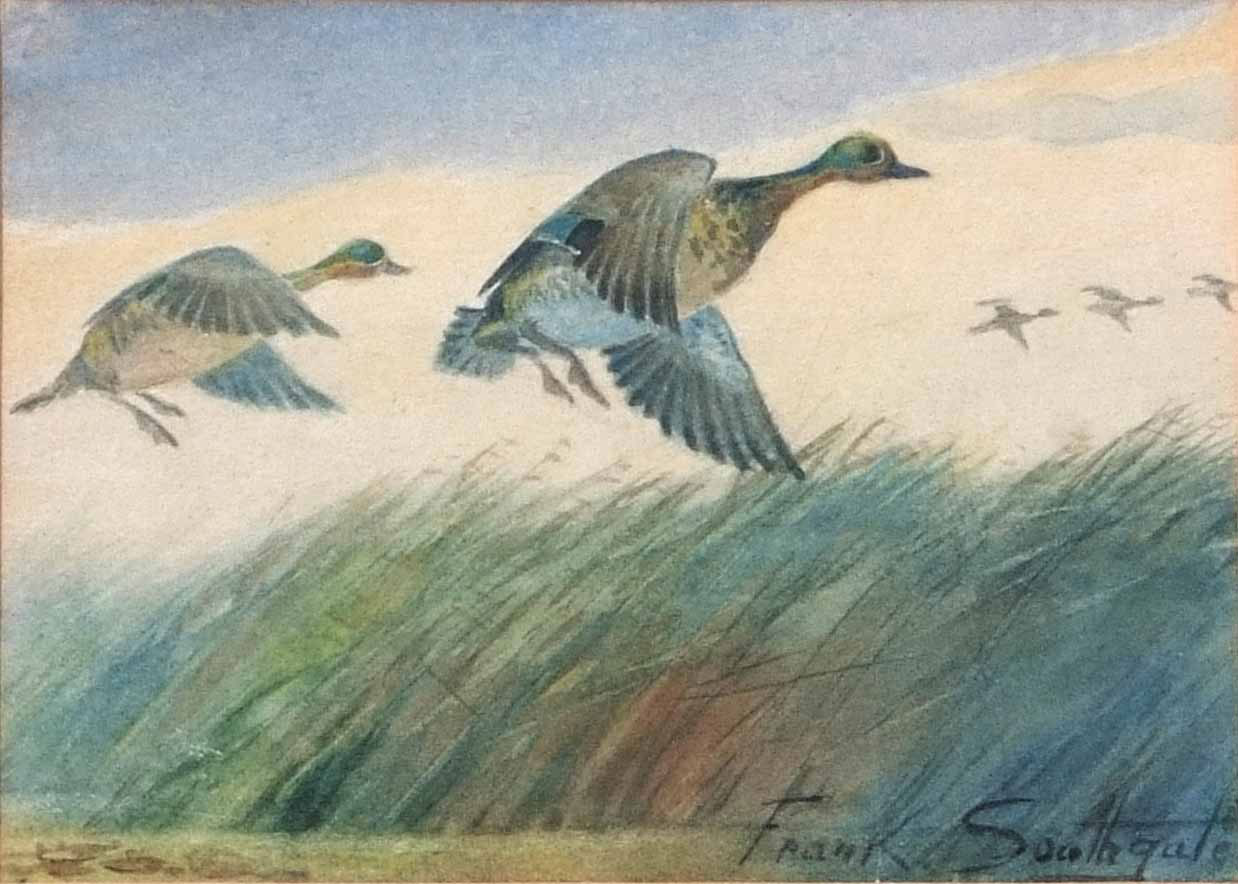 •AR Frank Southgate RBA, (1872-1916) , Teal Alighting, watercolour, signed lower right, 10 x 13cm