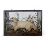 Taxidermy cased Otter in naturalistic setting by Roberts & Son, 55 x 83cm