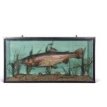 Taxidermy cased Rainbow Trout in naturalistic setting, 46 x 91cm