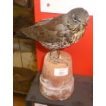 Taxidermy uncased Thrush on plant pot