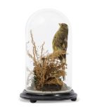 Taxidermy domed canary on naturalistic base by T E Gunn, 47 St Giles Street, Norwich, 24cm high