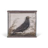 Taxidermy cased pigeon in naturalistic setting, 36 x 39cm