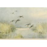 Roland Green (1896-1972), Mallard alighting, artist's coloured proof with publisher's blind stamp,