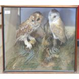 Taxidermy cased Tawny Owl and Barn Owl in naturalistic setting, 49 x 55cm