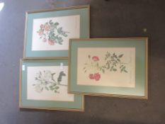 THREE FRAMED BOTANICAL PRINTS, EACH FRAME APPROX 37CM WIDE