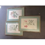 THREE FRAMED BOTANICAL PRINTS, EACH FRAME APPROX 37CM WIDE