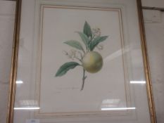 FRAMED BOTANICAL PRINT, WIDTH INC FRAME APPROX 43CM