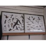 TWO FRAMED STUDIES OF BIRDS