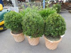 THREE GOOD QUALITY PLANTERS CONTAINING SHRUBS