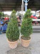 PR GOOD QUALITY PLANTERS CONTAINING SHRUBS