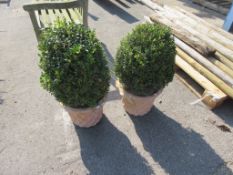 PAIR OF PLANTER AND SHRUBS