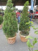 PR GOOD QUALITY PLANTERS CONTAINING SHRUBS