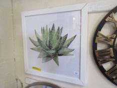 'Zebra Cactus' Framed Watercolour Painting Print, Size: 51cm H x 51cm W x 3.81cm D, RRP £114.99