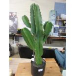 Cowboy Cactus Floor Plant in Pot, , RRP £45.99