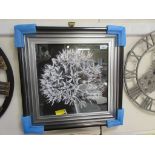 'Black Allium I' Framed Photograph in Black/White, , RRP £58.99