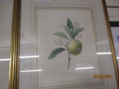 FRAMED BOTANICAL PRINT, WIDTH INC FRAME APPROX 43CM