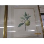 FRAMED BOTANICAL PRINT, WIDTH INC FRAME APPROX 43CM