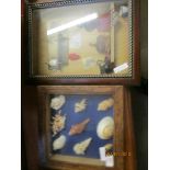 TWO DISPLAY CASES CONTAINING SHELLS ETC