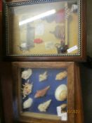 TWO DISPLAY CASES CONTAINING SHELLS ETC