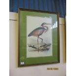 COLOURED PRINT OF A PURPLE HERON