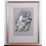 Terence James Bond (born 1946), "Kittiwake", watercolour, signed lower right, 50 x 35cm