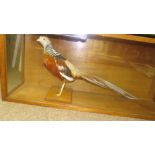 Taxidermy cased Golden Pheasant