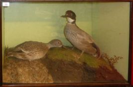 Taxidermy cased pair of ducks in naturalistic setting by H N Pashley, 50 x 78cm (a/f)