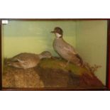 Taxidermy cased pair of ducks in naturalistic setting by H N Pashley, 50 x 78cm (a/f)