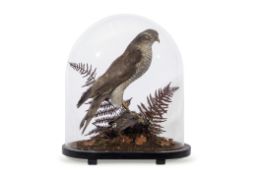 Taxidermy sparrowhawk, in domed case, on naturalistic base, 40cm high (pre-1947)