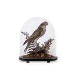 Taxidermy sparrowhawk, in domed case, on naturalistic base, 40cm high (pre-1947)