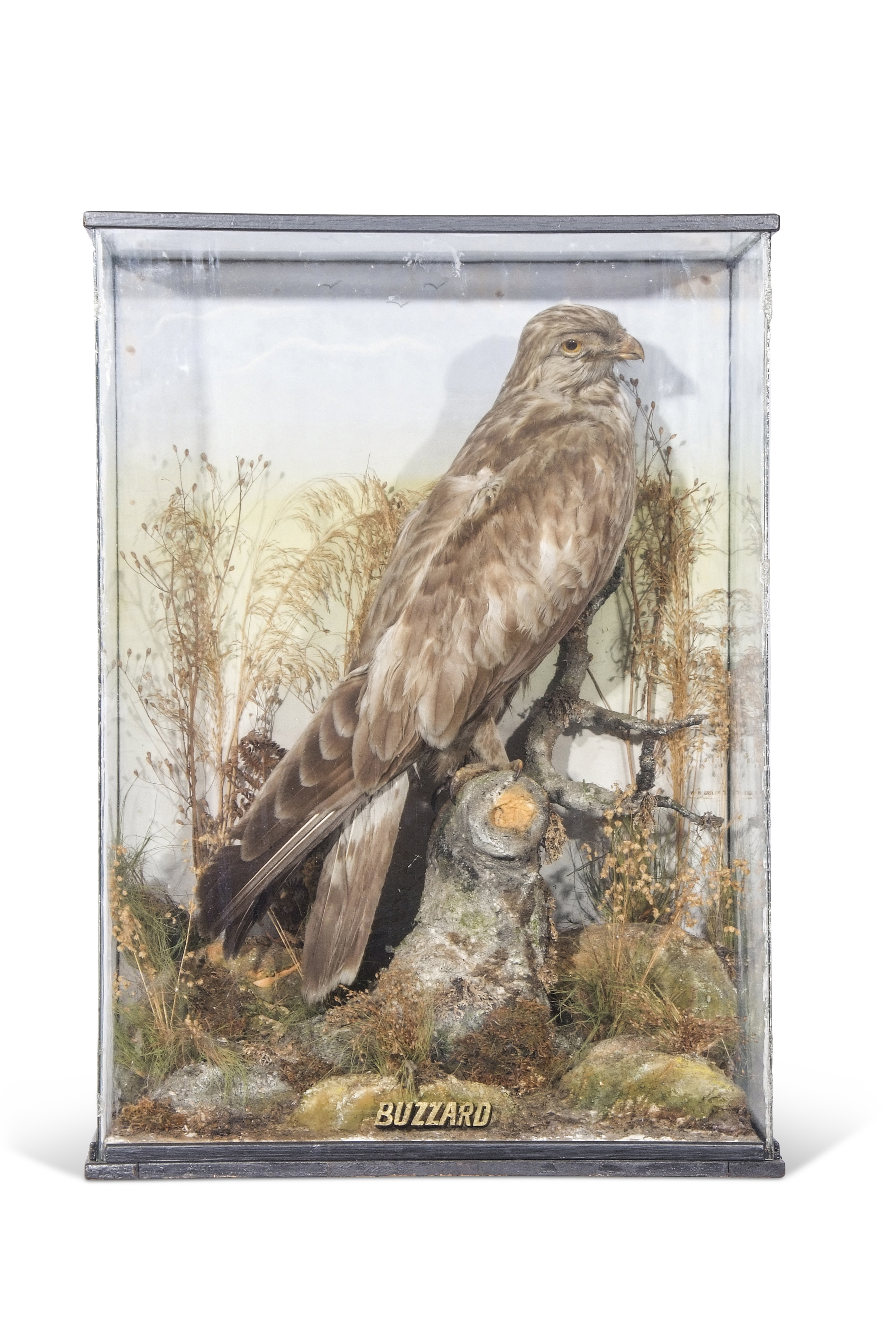 Taxidermy cased Buzzard in naturalistic setting, 62 x 45cm