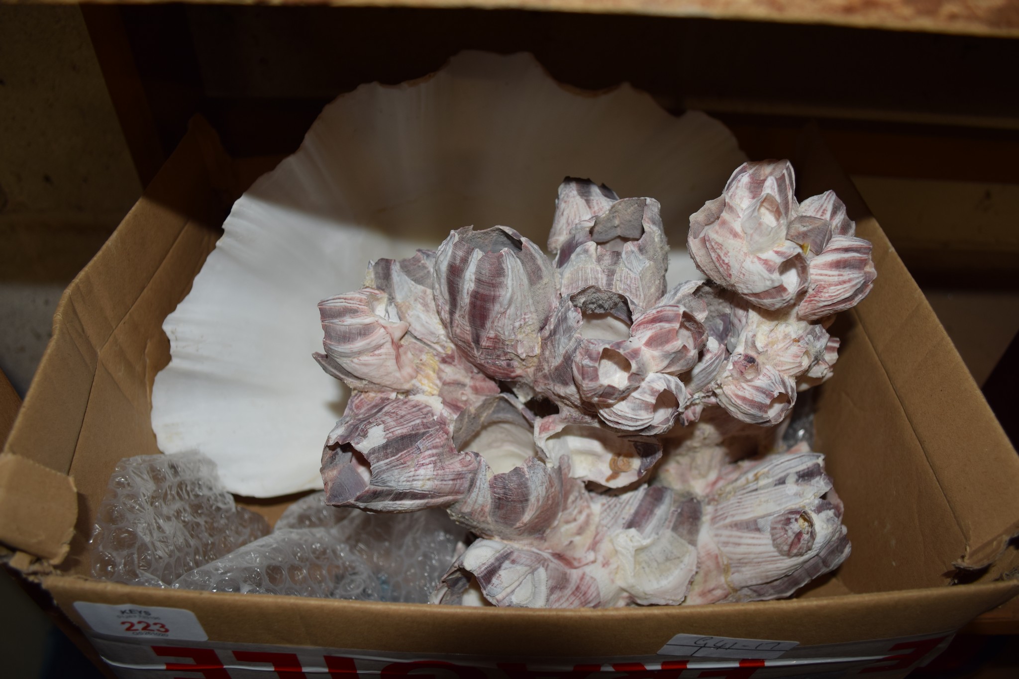 BOX CONTAINING LARGE SEA SHELL