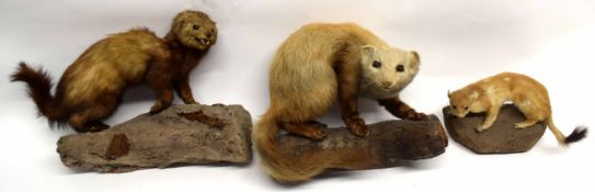 Group of three taxidermy animals including a mink, a weasel and one other, various sizes