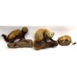 Group of three taxidermy animals including a mink, a weasel and one other, various sizes