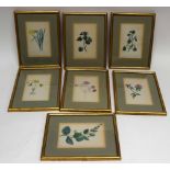 Group of botanical watercolours in gilt frames (7)
