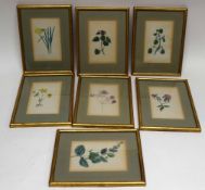 Group of botanical watercolours in gilt frames (7)