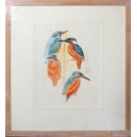Keith Brockie, Kingfishers, watercolour, signed and dated 11/2/94, 30 x 24cm