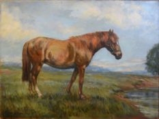 Anthea du Rose, "Sheena (horse study)", oil on canvas, signed and dated 1979 lower left, further