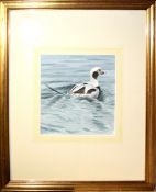 Trevor Boyer, Pintail duck, watercolour, 25 x 23cm