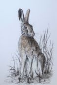 Mark Chester, "Resting hare", pen and ink drawing, signed lower right, 31 x 21cm