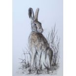 Mark Chester, "Resting hare", pen and ink drawing, signed lower right, 31 x 21cm