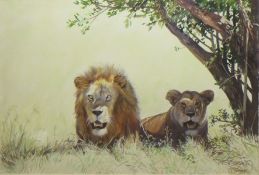 Clifford Charles Turner (1920-2018), Lions, watercolour, signed lower right, 36 x 53cm