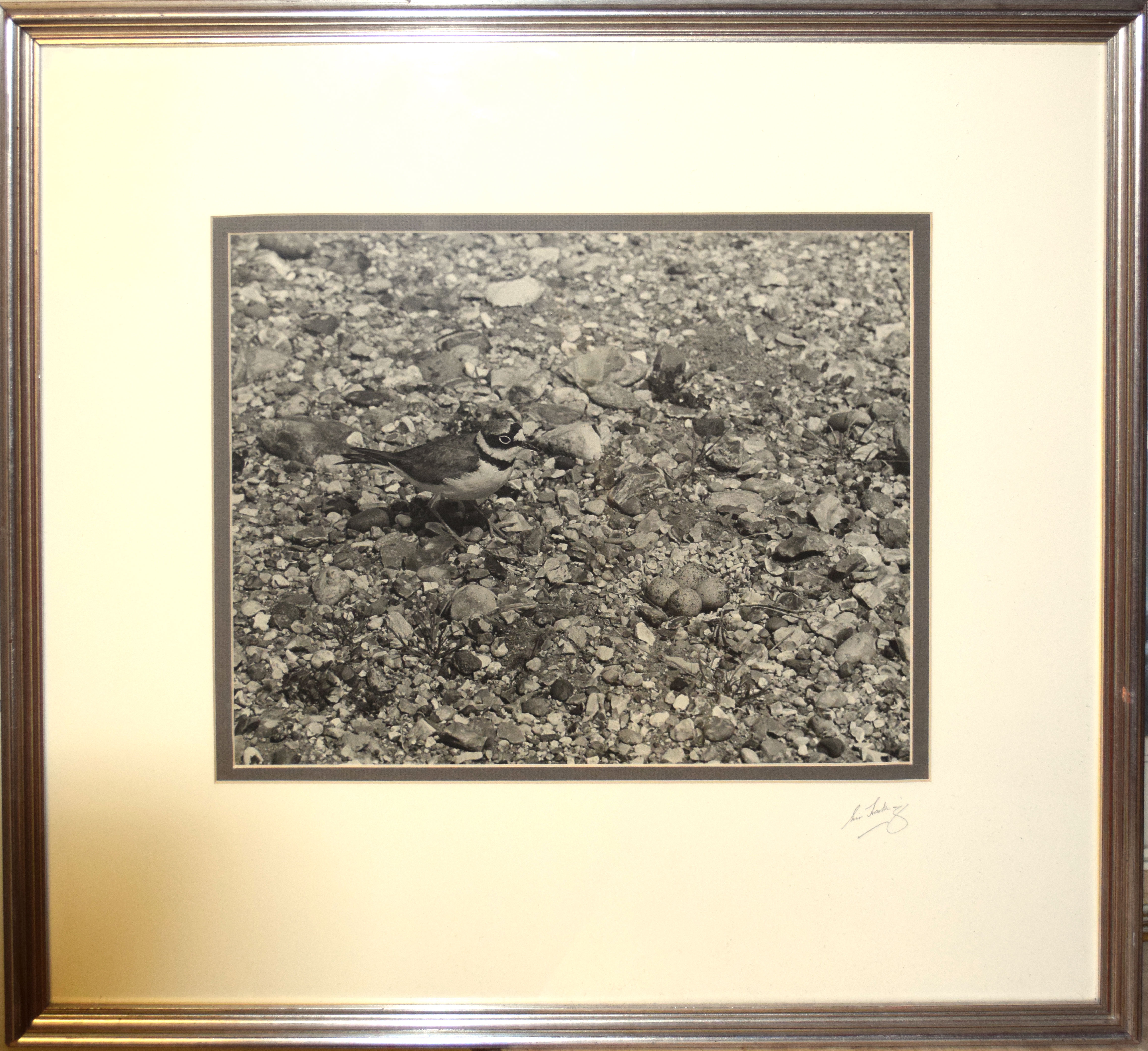 Eric Hosking OBE, "Little Ringed Plover", photograph published 1951, signed in pencil to mount, 29 x